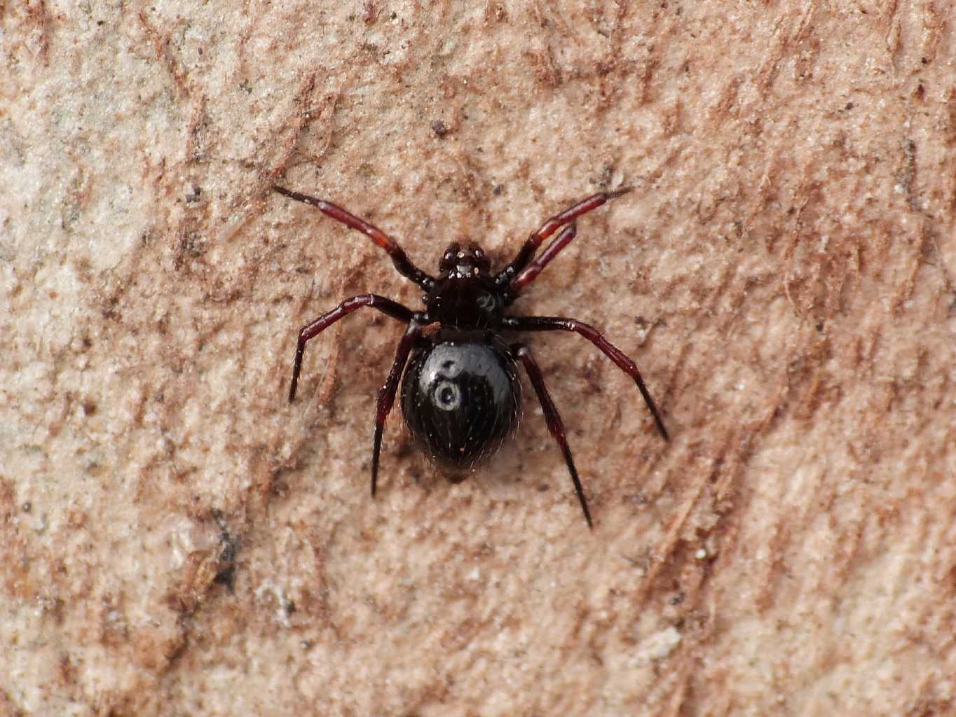 Carrellata di Euryopis episinoides - Ostia Antica (RM)